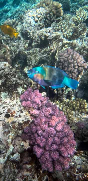 Sonstiges Serenity Alpha Beach