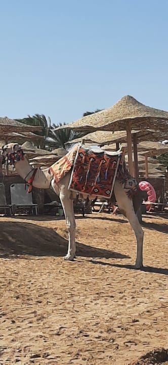 Strand Cleopatra Luxury Resort Makadi Bay