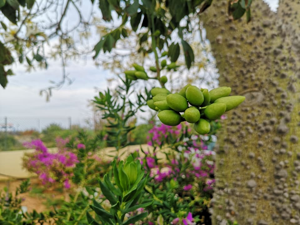 Garten TUI SUNEO Chrissi Amoudia