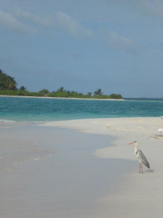 Blick auf Nachbarinsel Meeru Maldives Resort Island