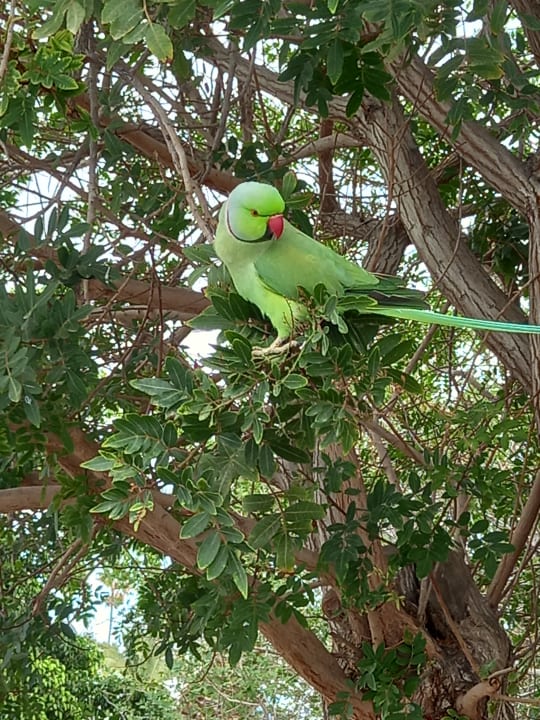 Gartenanlage Aparthotel Costa Mar