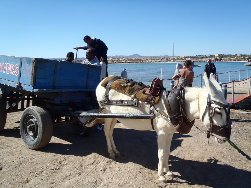 Umweltfreundlicher Transport Jaz Solaya