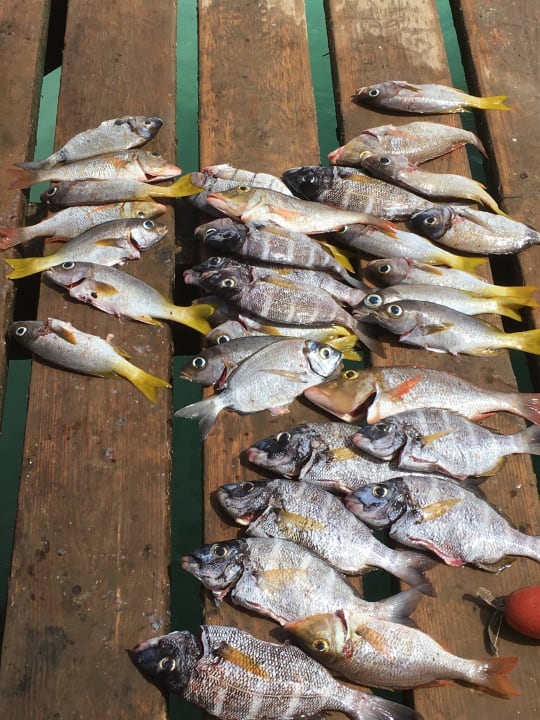 Ryby na molo Oasis Salinas Sea