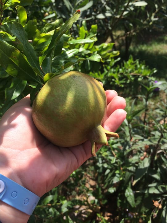 Sonstiges İncekum West Hotel