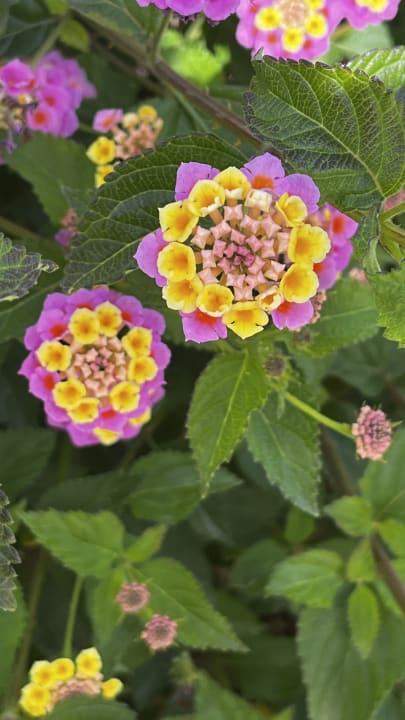 Gartenanlage Hotel Horizon Beach Resort