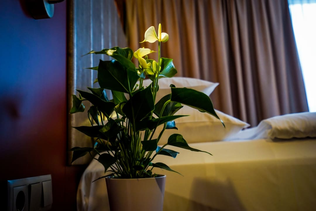 Zimmer AMEDIA Hotel Linz