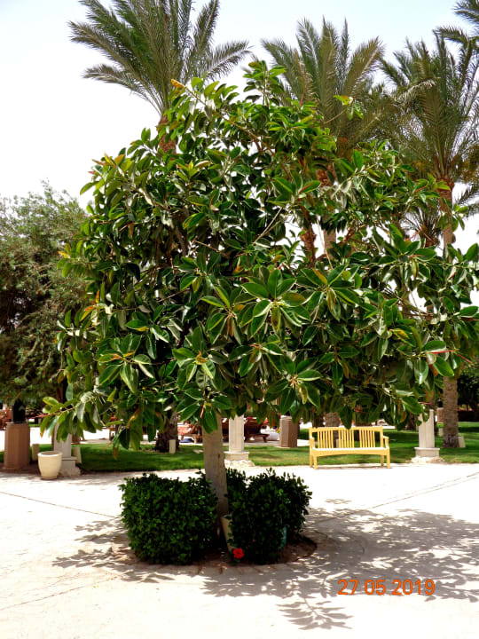 Gartenanlage Makadi Spa - Adults only