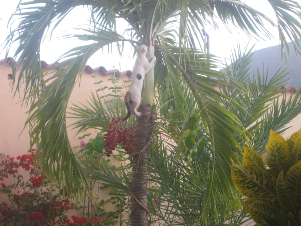 Hauskatze Ferienhaus Casa Lexi