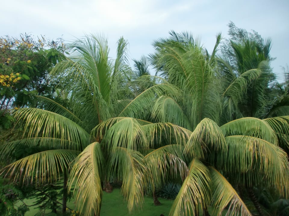 Gartenblick vom Balkon Melia Las Antillas - Adults only