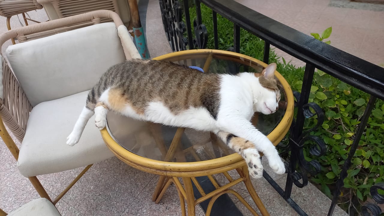 Gastro Bella Vista Resort Hurghada