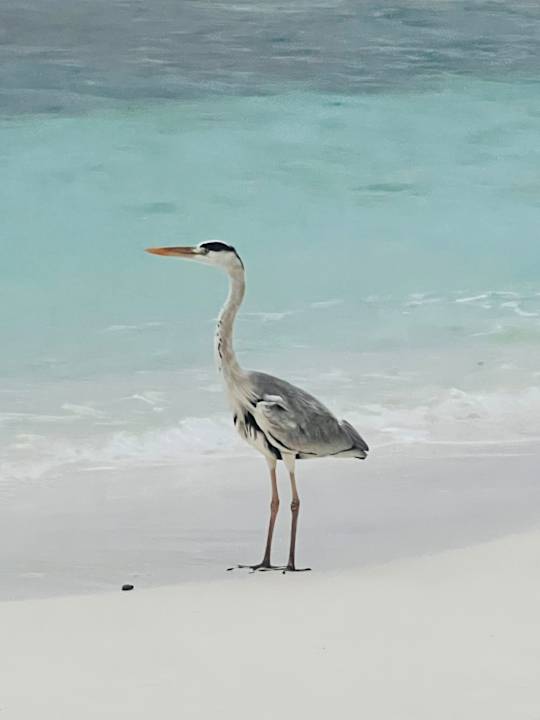 Ausblick Sandies Bathala Maldives