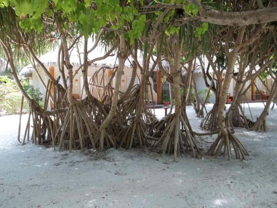 Sehr schöne Bäume Adaaran Select Hudhuran Fushi - Premium All Inclusive