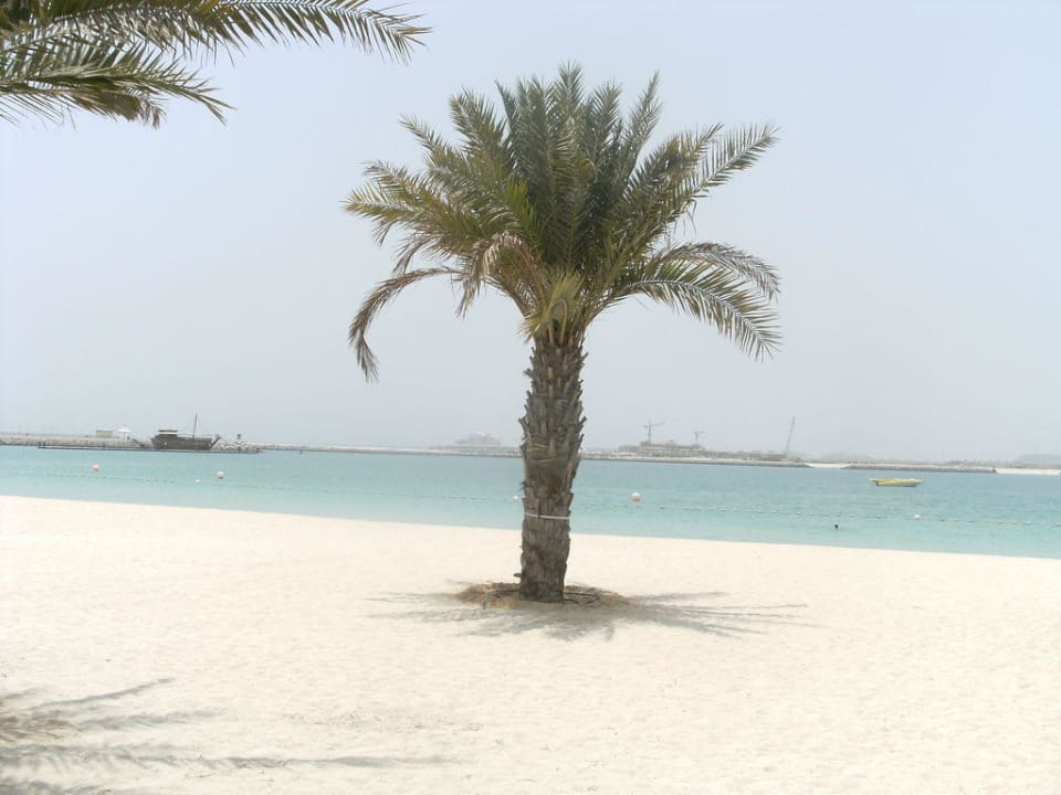 Palme am Strand Le Meridien Mina Seyahi Beach Resort & Waterpark