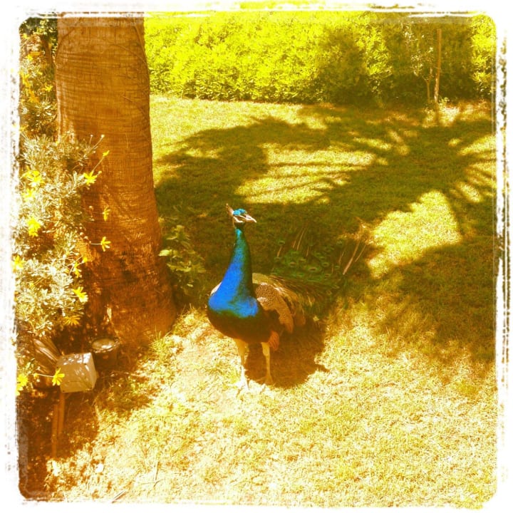 Tierische Mitbewohner inclusive Seaden Sea World Resort & Spa