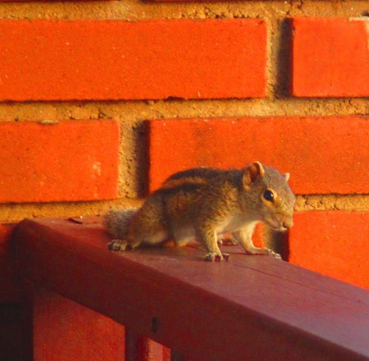 Süßes Streifenhörnchen The Long Beach Resort