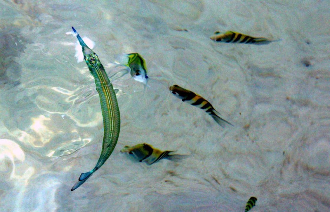 Fische bei Korallenblöcke Koh Hai Fantasy Resort & Spa