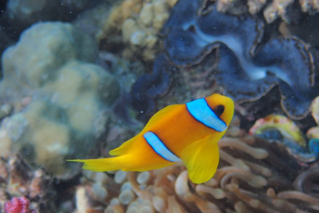 Strand Pickalbatros Citadel Resort