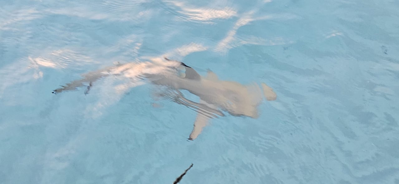 Strand Adaaran Select Meedhupparu Island Resort - Premium All Inclusive