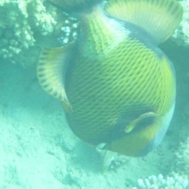 Riesendrücker Lahami Bay Beach Resort