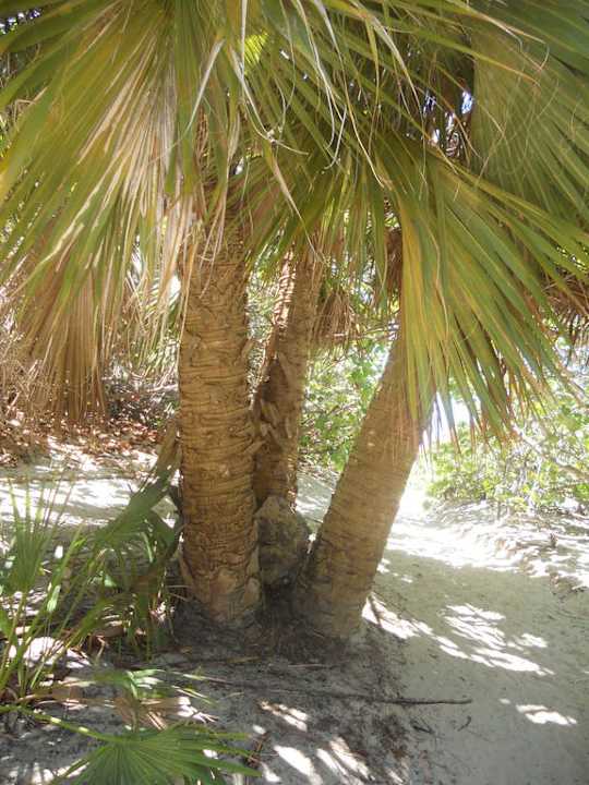 Wunderschön Sol Hicacos Varadero