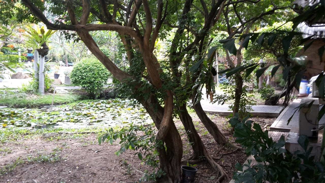 Gartenanlage Hotel The Cottage