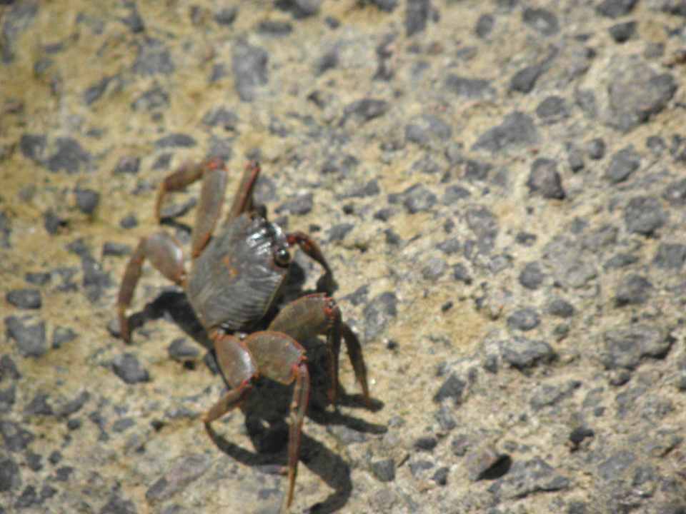 Krebs am Strand. Echt cool die Viecher Albatros Sharm Resort