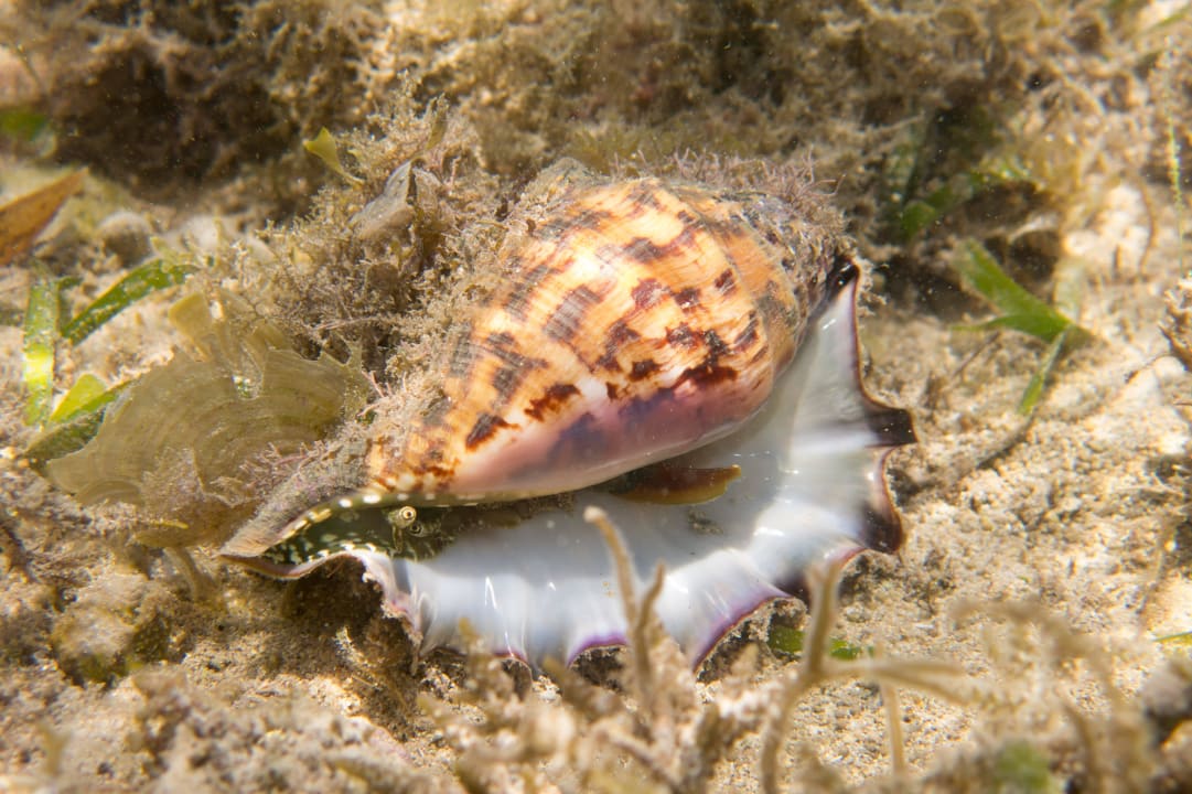 Beim Schnorcheln The Laguna A Luxury Collection Resort & Spa