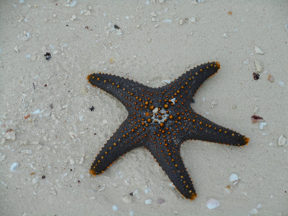 Strand Royal Zanzibar Beach Resort