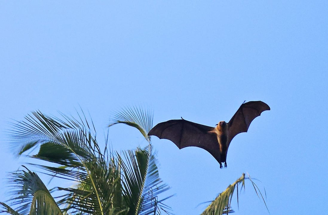 Gartenanlage NH Collection Maldives Reethi Resort