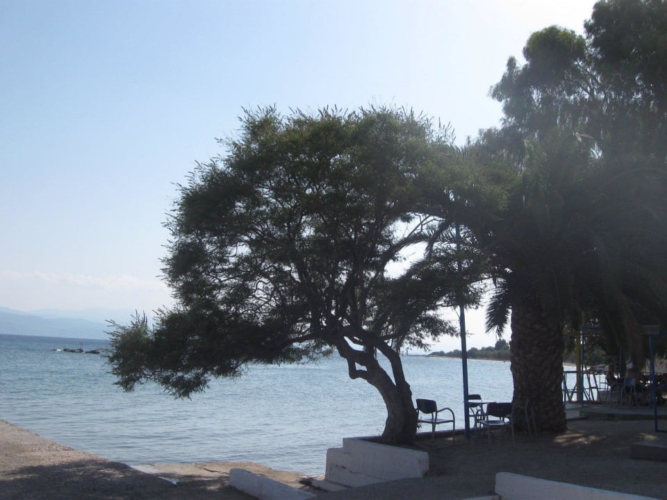 Strand leider ohne Wassersports Evia Riviera Resort