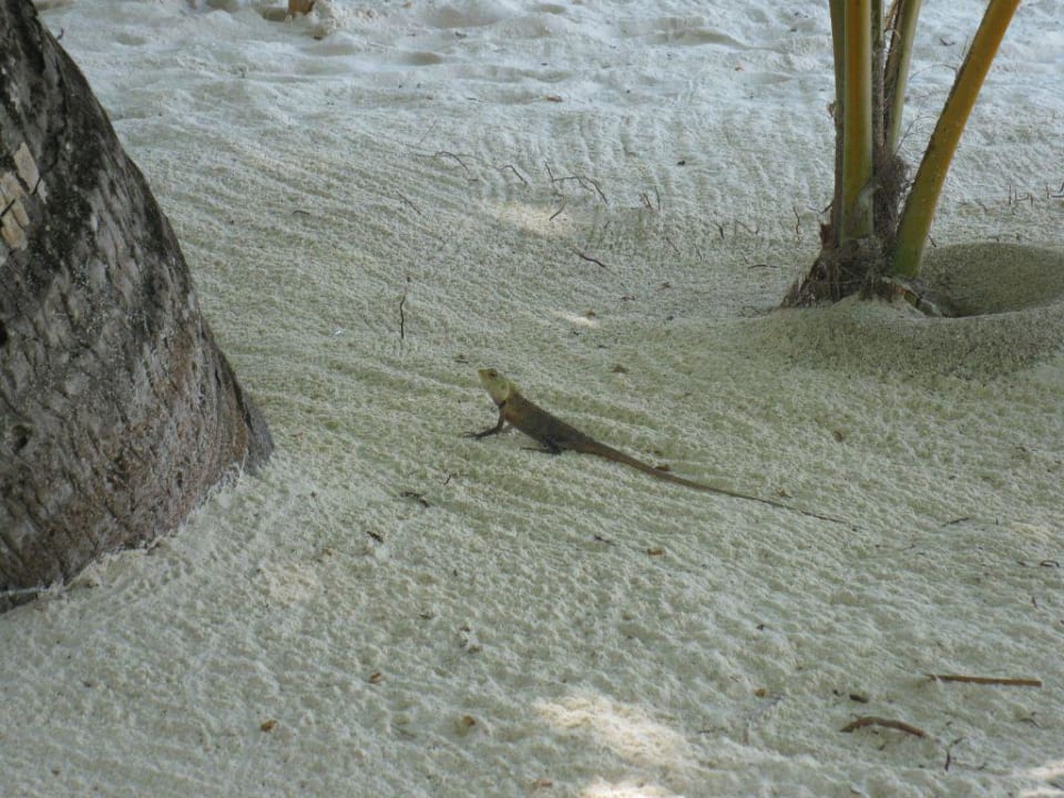 Gekko Kuramathi Maldives