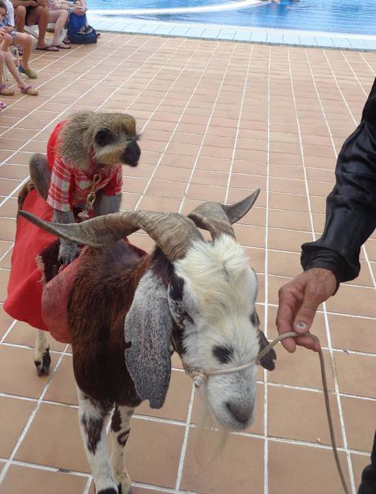 Nachmittags Animation Blau varadero - Adults only