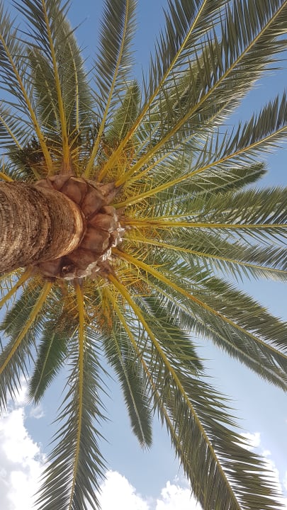 Gartenanlage Millor Sol