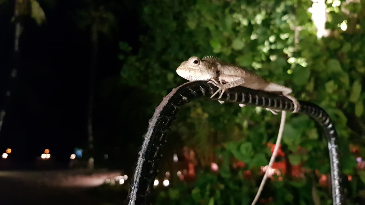 Gartenanlage Kuredu Island Resort & Spa