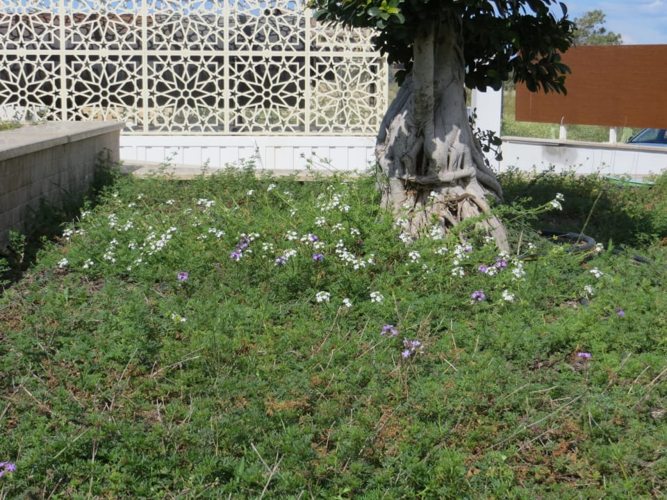 Verbenenblüten in der Grünanlage  Sentido Trendy Verbena Beach