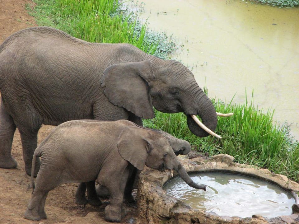 Elefanten am Wasserloch Hotel Serena Mountain Lodge