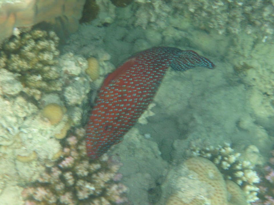 noch ein schöner Fisch Prima Life Makadi Resort