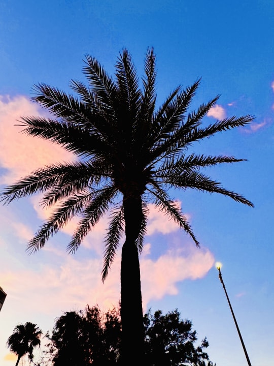 Gartenanlage Hotel Morito