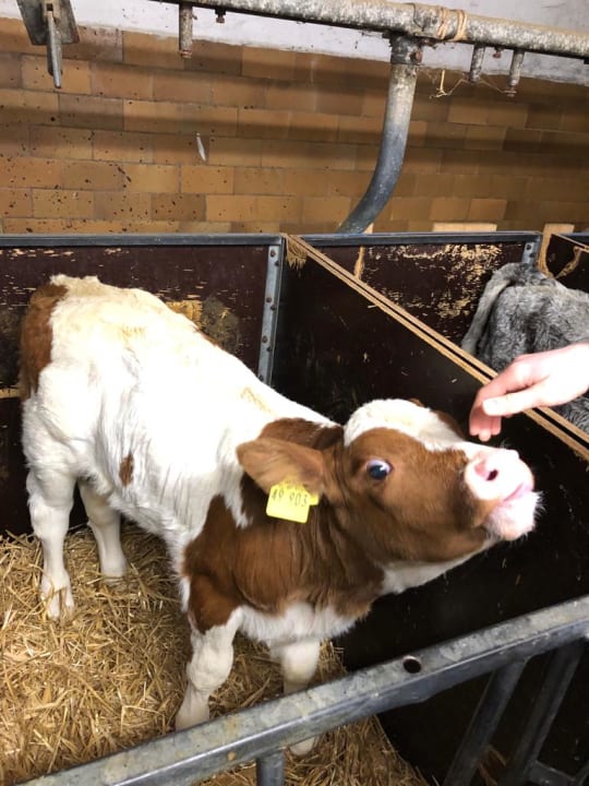 Zimmer Bauernhof Hörmann