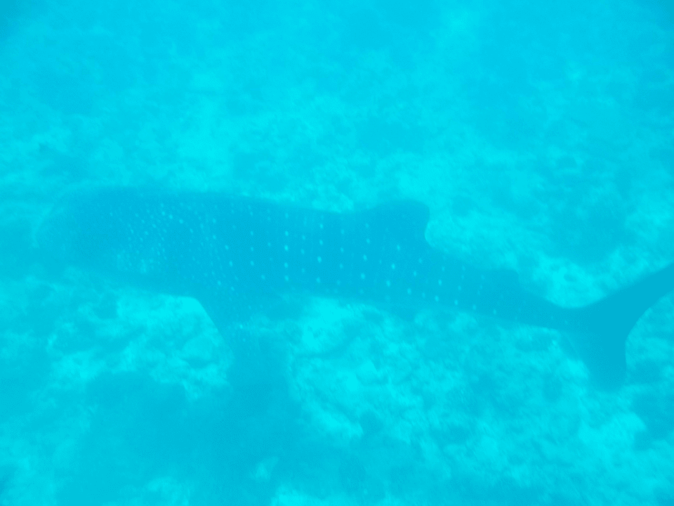 Walhai beim Schnorchelausflug Vilamendhoo Island Resort & Spa