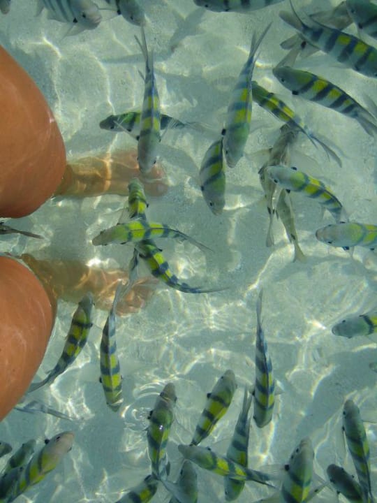 Nicht füttern, denn... Summer Island Maldives