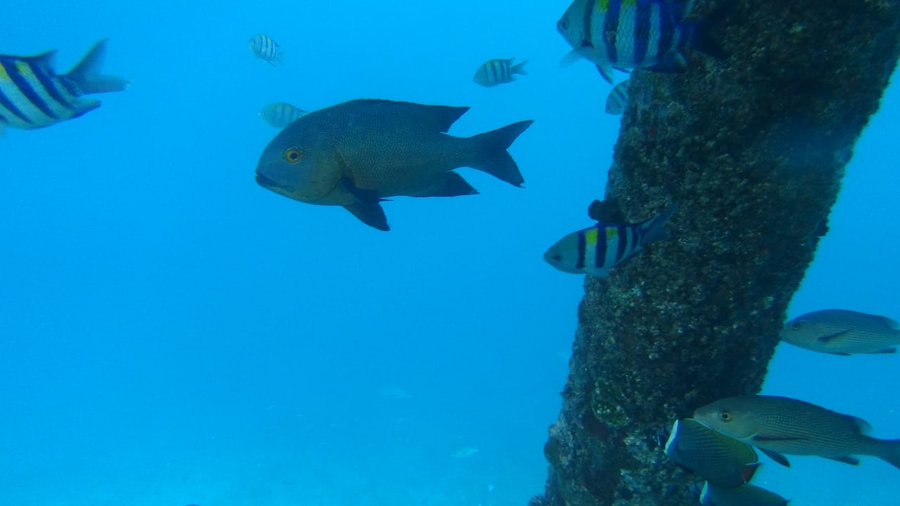 Sonstiges Adaaran Select Meedhupparu Island Resort - Premium All Inclusive