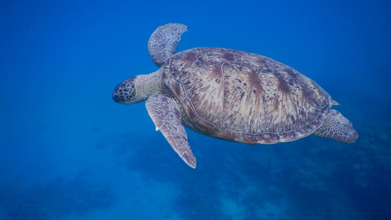 Sport & Freizeit Three Corners Equinox Beach Resort