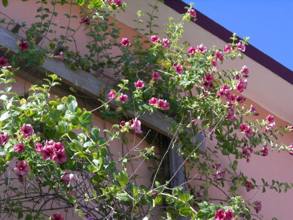 Blumen Marien Puerto Plata