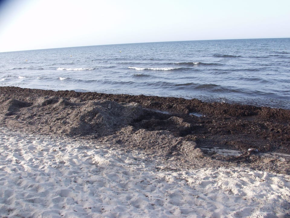 Hier sieht man die Algenmassen Monarque Club Rivage