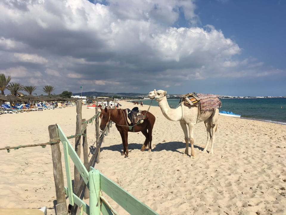 Strand Hotel Nesrine