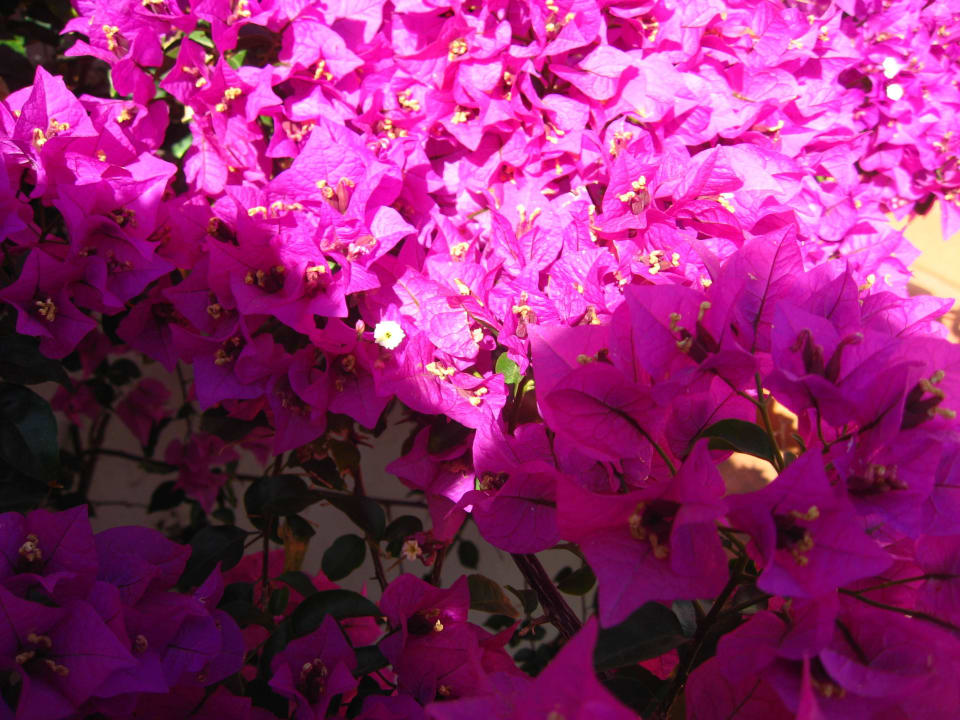 Ein Rausch Marina Playa Suite Hotel