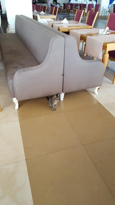 Katzen im Restaurant  Sherwood Exclusive Kemer