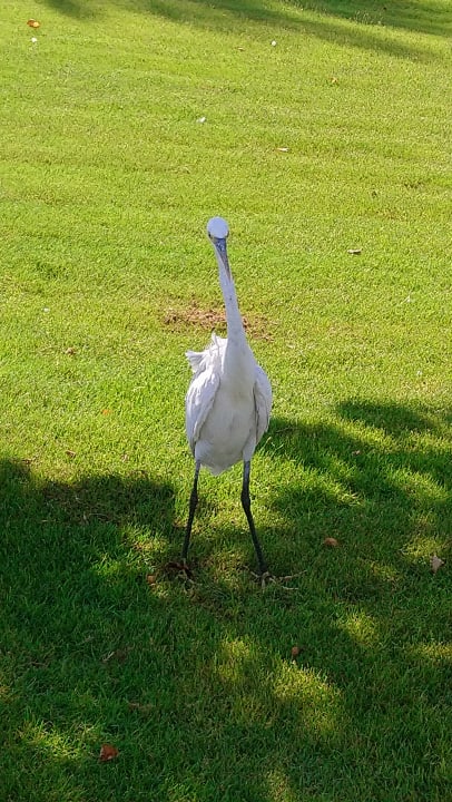 Gartenanlage Pickalbatros Dana Beach Resort - Hurghada