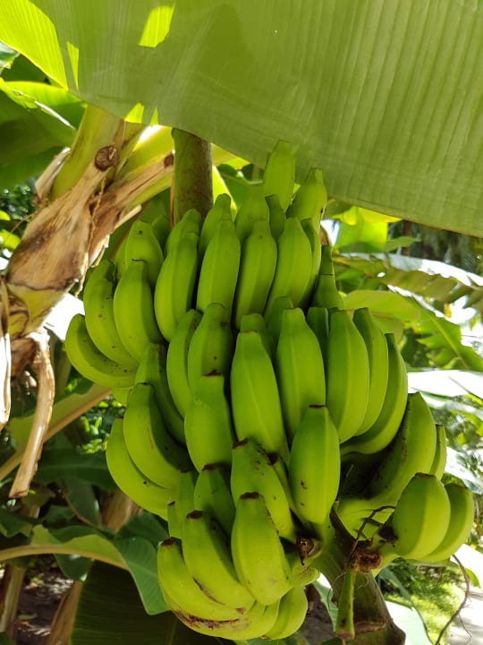 Gartenanlage Kuramathi Maldives